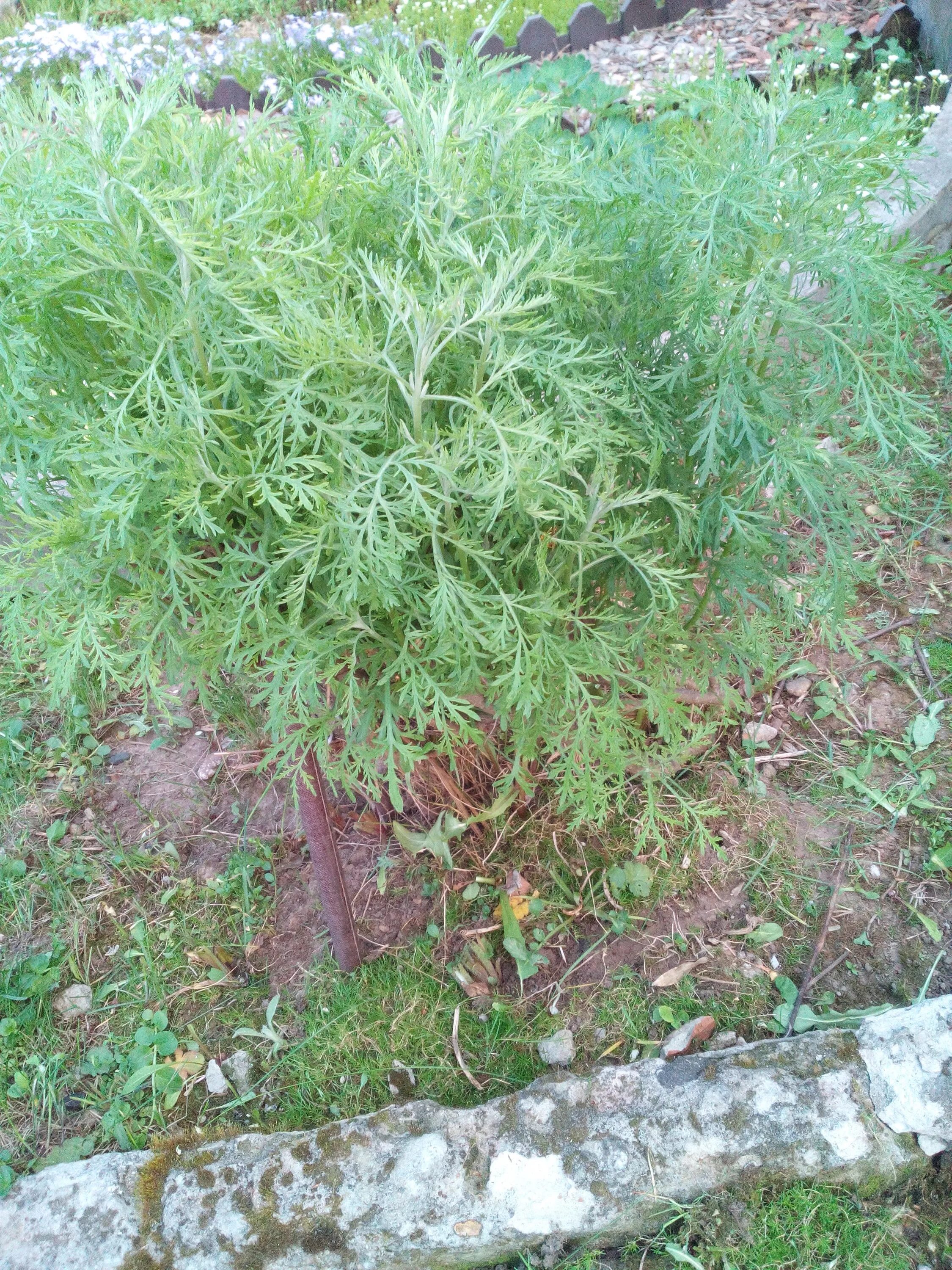 Декоративные кустарники