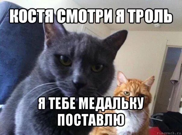 Да это я посмотри на меня. Наргиза мем. Кот смотрит на тебя как на говно. Я вижу мем. Котик смотрит на тебя.
