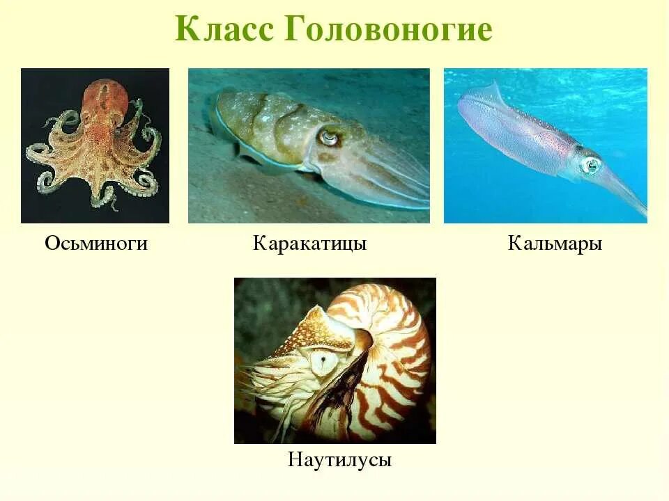 Головоногие черви. Класс головоногие раковина. разнообразие головоногих моллюсков. головоногие моллюски представители представители. раковина головоногих моллюсков.