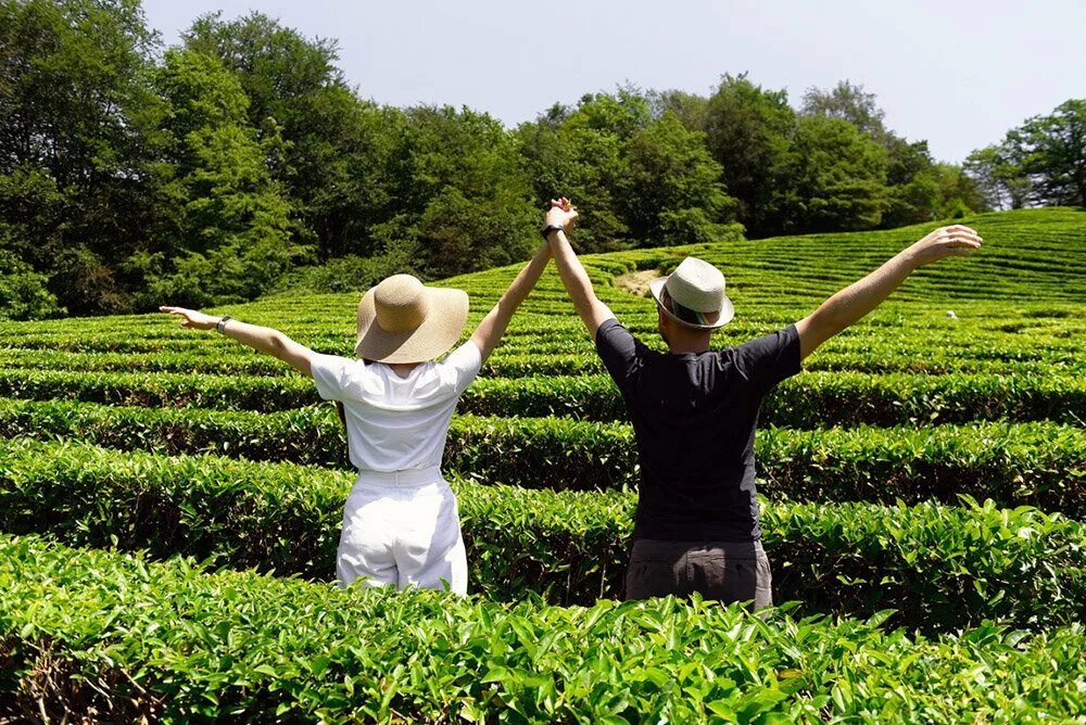 В россии растет чай. Чайные плантации Мацеста чай. Мацеста чай плантации. Чайные плантации Сочи Мацеста. Мацеста чайные плантации экскурсия.