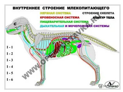План внутреннее строение млекопитающих