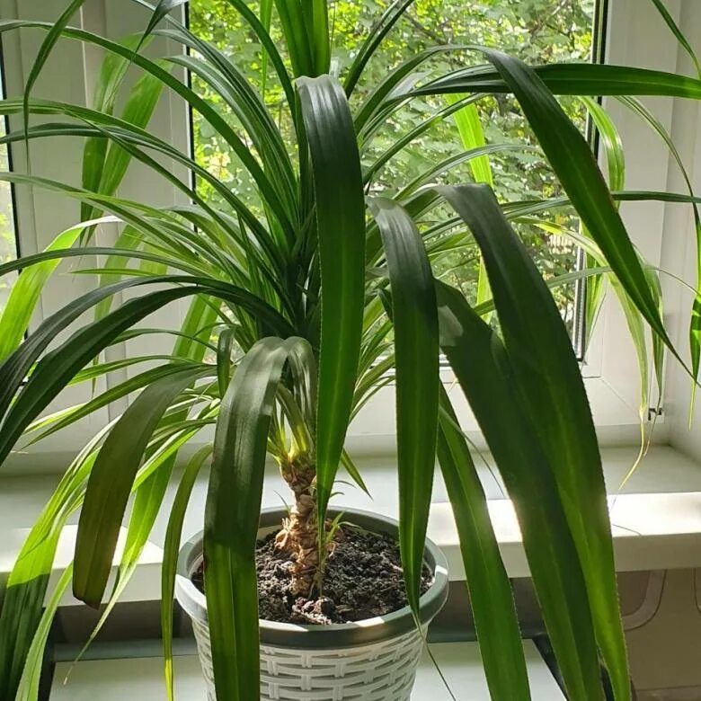 Пальма с длинными листьями. Панданус винтовая пальма. Юкка остролистная. Пальма с длинными листьями. Юкка драцена панданус.