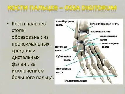 Большой палец на ноге сколько фаланг