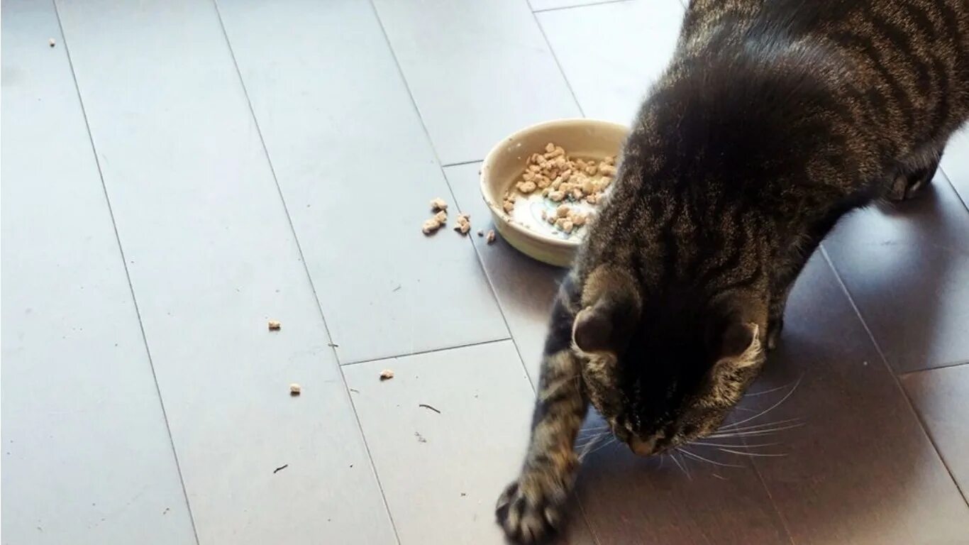 Почему кошка ест какашки. Миска для кота. кот опрокинул миску. миска с едой для кота. кошка зарывает еду.