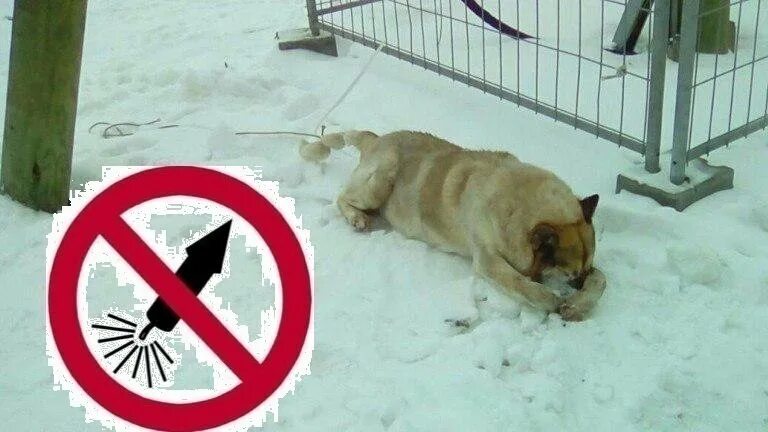 Change org котята в китае петиция