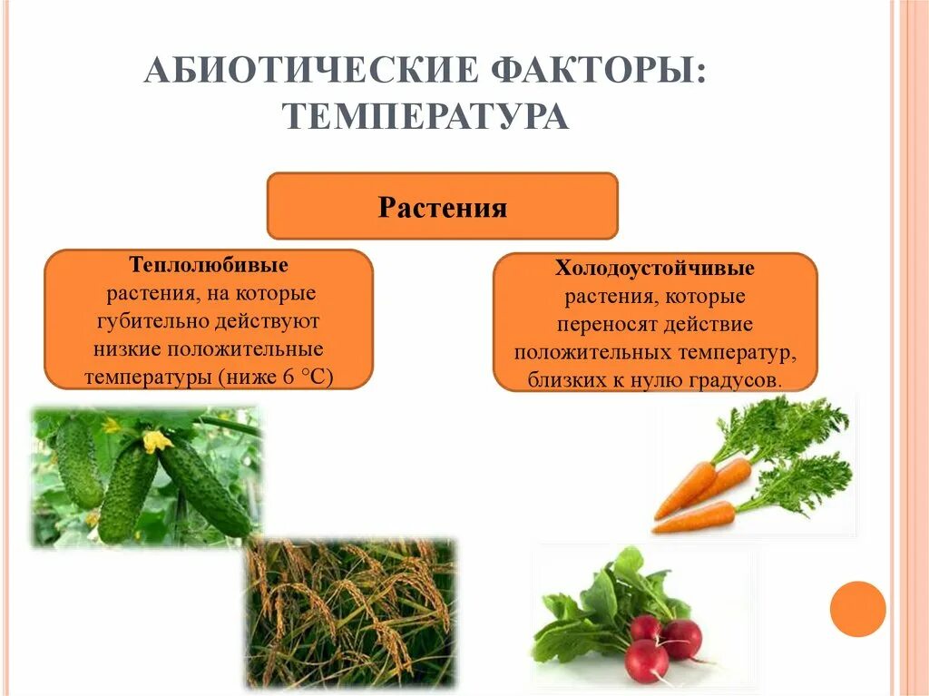 От каких факторов зависит урожайность дикорастущих растений. Теплолюбивые и морозоустойчивые растения. Теплолюбивые и холодостойкие растения. Тепло любимые растения. Абиотические факторы т.