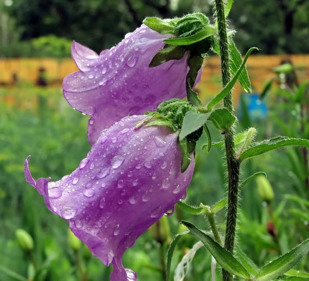 Кампанула колокольчик цветок. Колокольчик садовый Кампанула. Колокольчик Purple Sensation. Колокольчик черри Белз. Цветение колокольчика