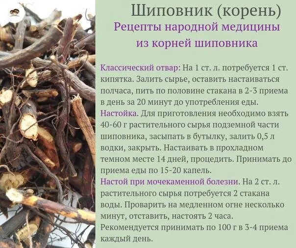 Вылечил корень. Шиповник корень. корень шиповника польза. корень шиповника лечебные. корень шиповника отвар.