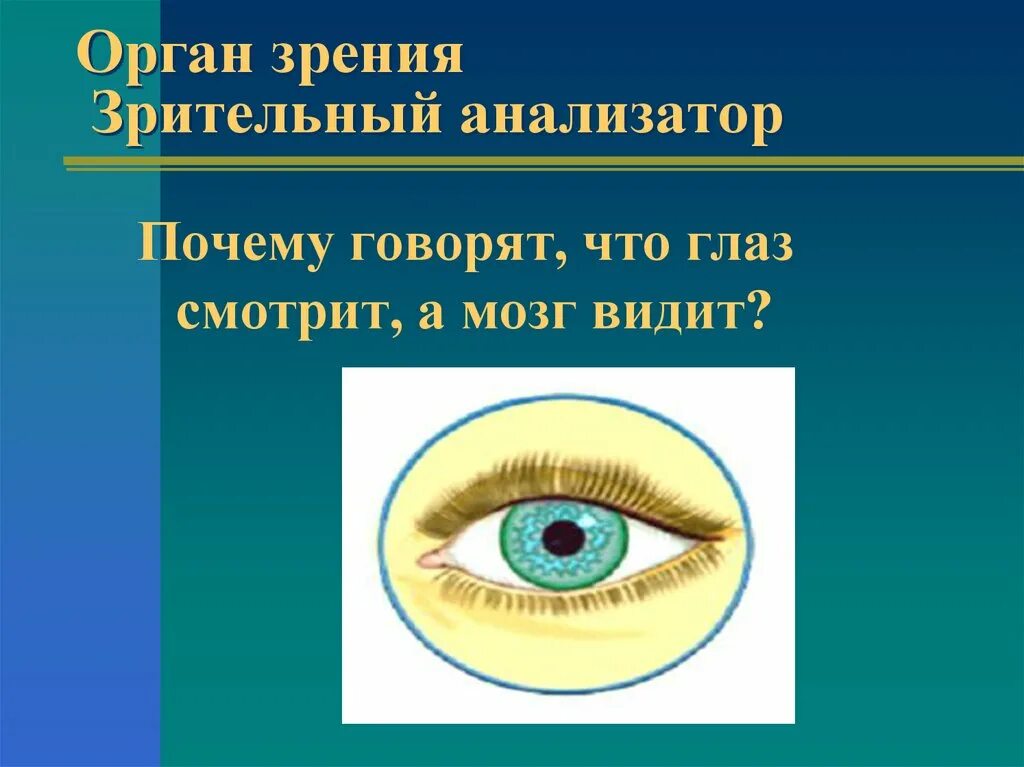 Биология 8 класс анализаторы зрения. Орган зрения. Орган зрения орган. Презентация на тему зрение. Что такое зрительный анализатор