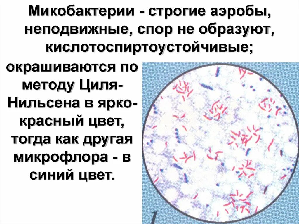Микобактерия туберкулеза по Цилю Нильсену. Микобактерии туберкулеза микроскопия мокроты. Метод окраски по Цилю Нильсену туберкулез. Возбудитель туберкулеза по Цилю Нильсену.