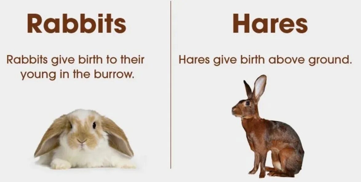Английский перевод с транскрипцией hare. Hare and rabbit. hare and rabbit difference. разница между rabbit и hare.