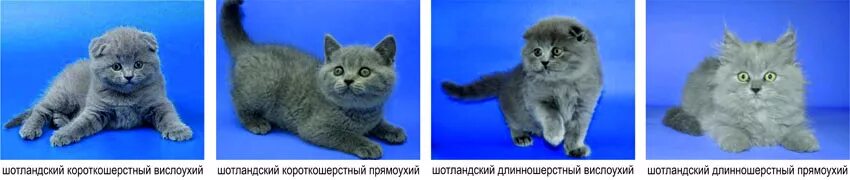 Как отличить шотландских котят