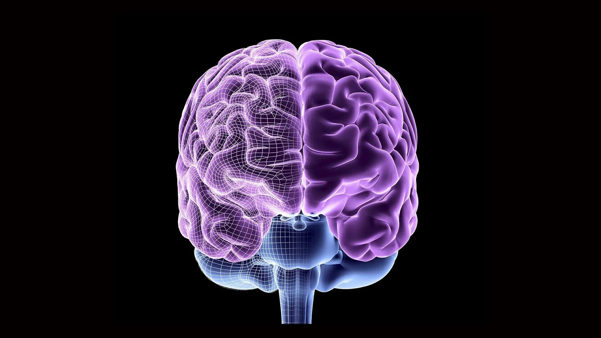 Головной мозг. Компьютерная модель мозга. Моделирование мозга.