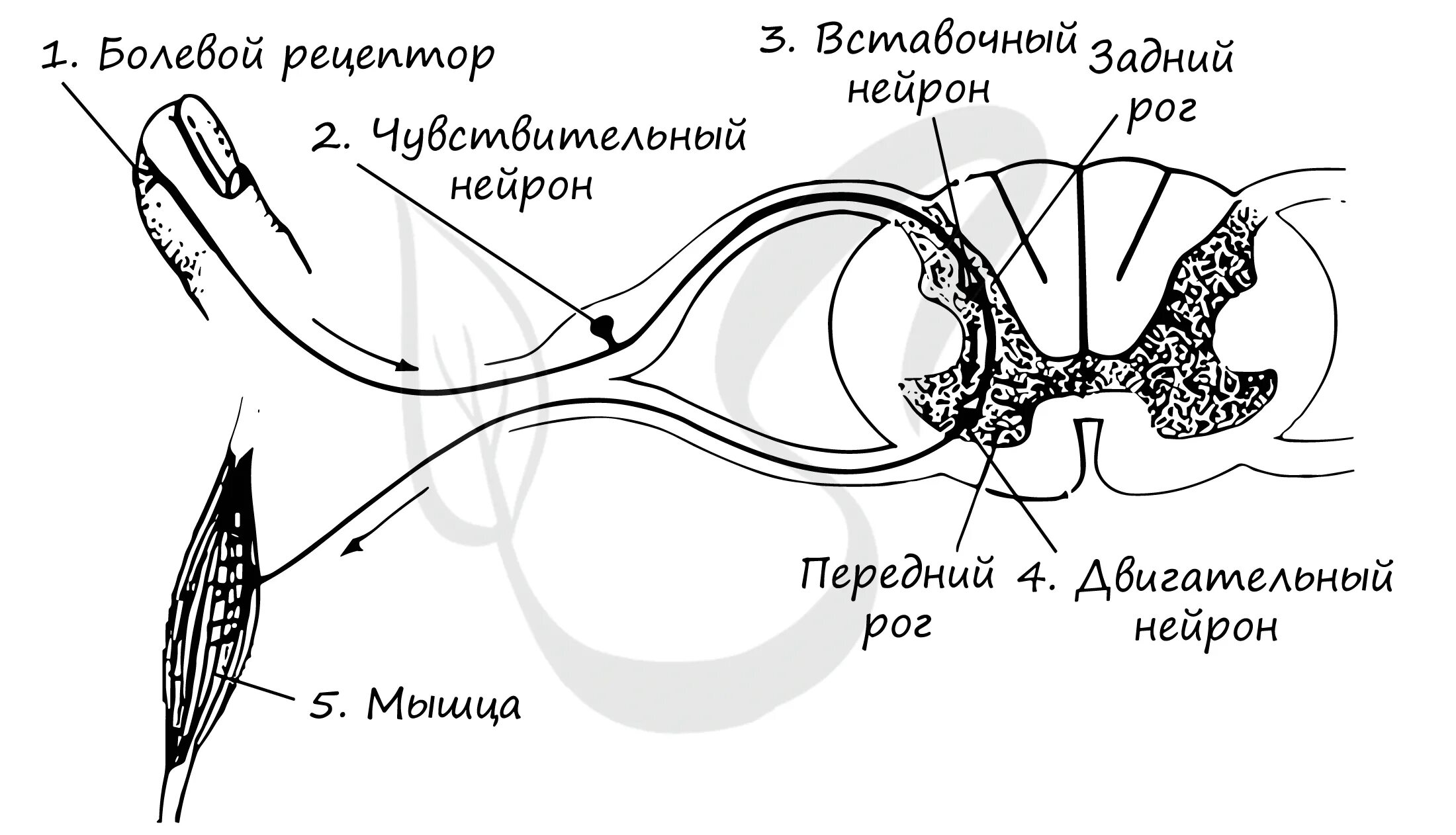 5 чувствительные нейроны передают