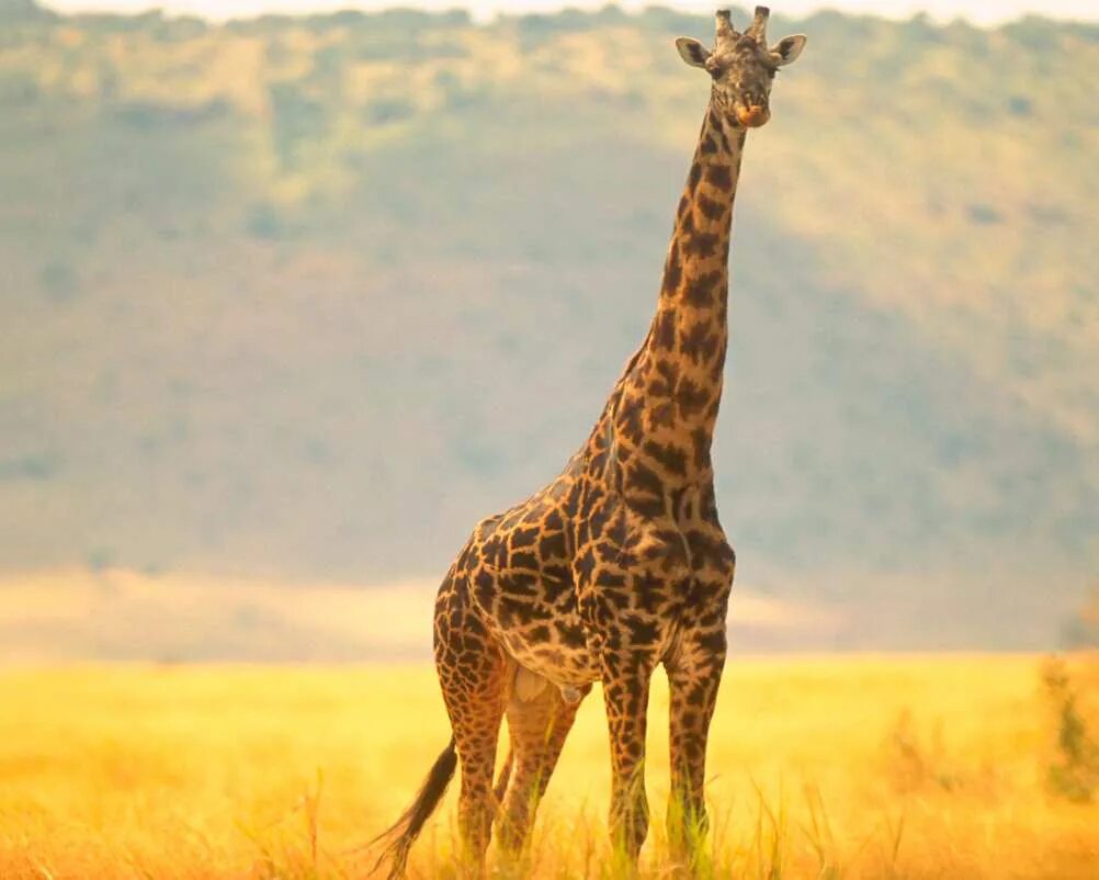 Жираф. Жираф фото. Животные жарких стран. Я вижу твоего жирафа