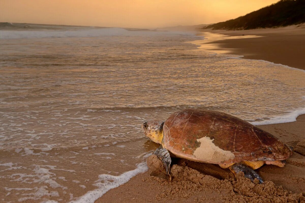 Черепаший пляж шри. Черепаха Каретта-Каретта. Черепаха Каретта (логгерхед). Черепаха Каретта-Каретта в Турции. Морская черепаха Каретта.