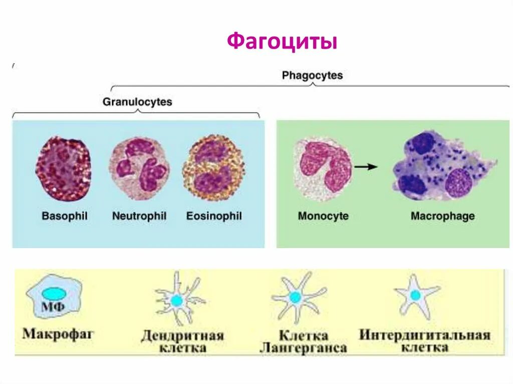 Некоторые лейкоциты называют фагоцитами за