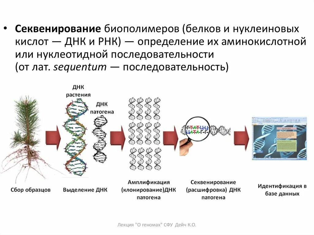 Метод секвенирования днк. Секвенирование белка. Методы изучения строения и функции нуклеиновых кислот. Схема химического секвенирования ДНК. Секвенирование метод Сэнгера.