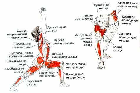 Отводящие мышцы бедра