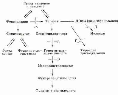 Особенности обмена и роль тирозина