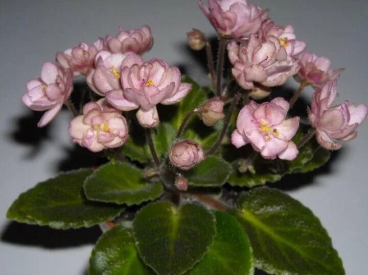 Фиалки morgan s. Morgan&#039;s barossa фиалка. фиалка morgan&#039;s maeves blush. morgan&#039;s soprania фиалка. фиалка morgan&#039;s elvin earl.