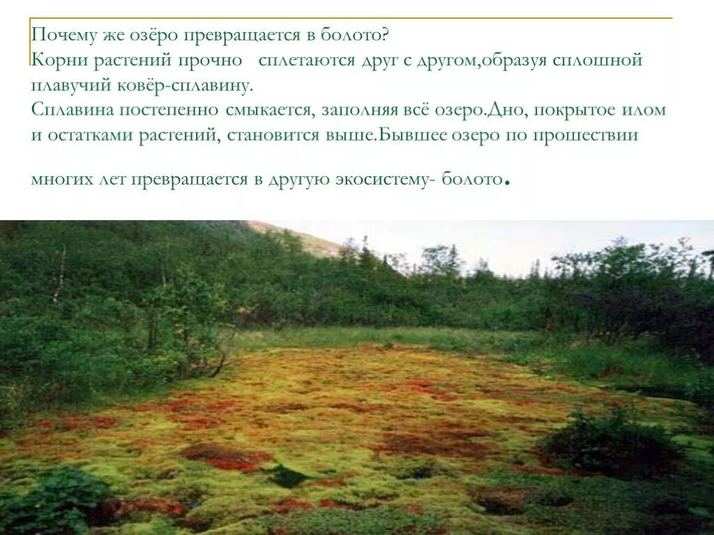 Производители болота. Производители в болоте. Озеро превращается в болото. Экосистема болота.