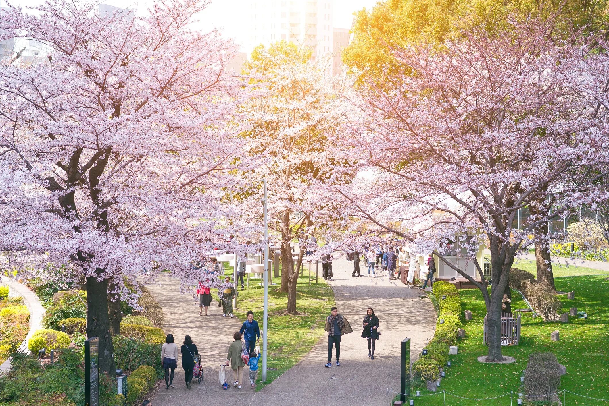 Yellow spring road япония. Парк Уэно в Токио. Парк Уэно Сакура. Парк в Токио с сакурой. Синдзюку парк цветение Сакуры.