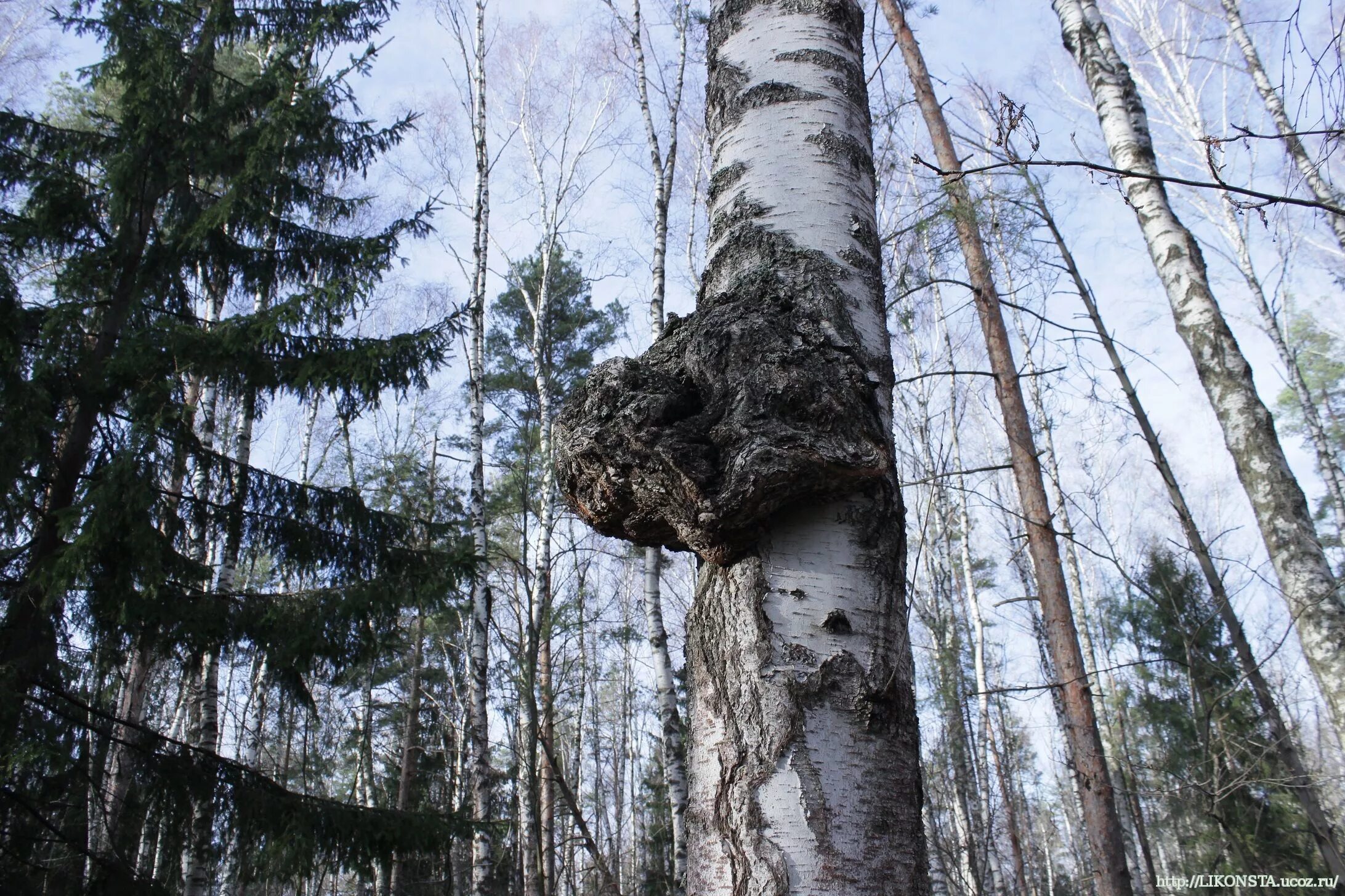 Чага натуральная