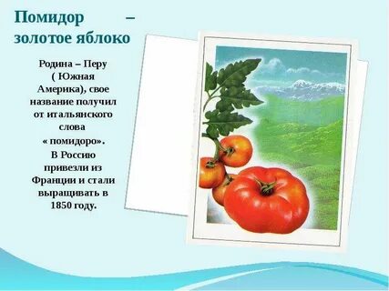 Откуда завезены томаты