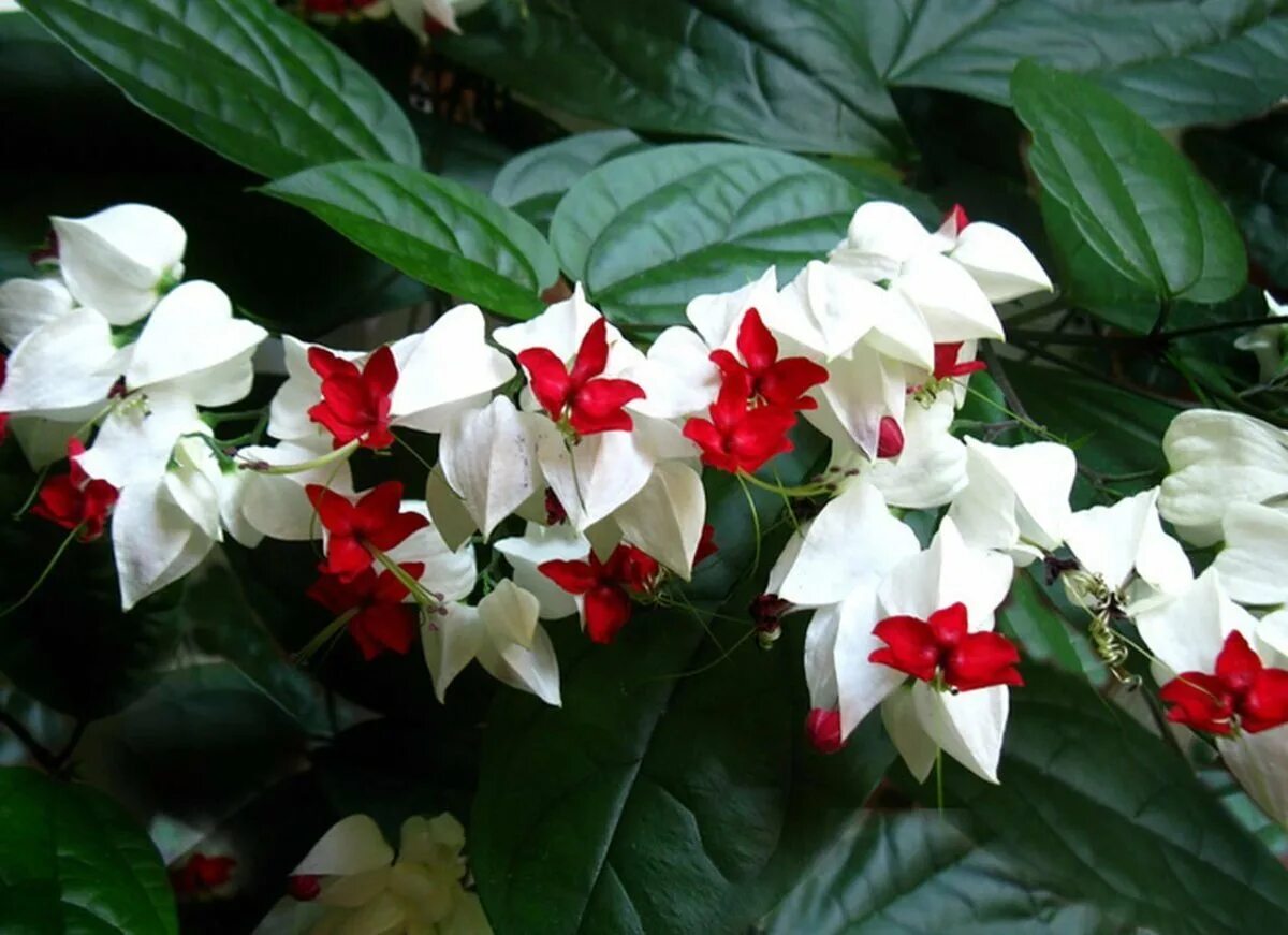 Комнатный цветок с белыми цветами название. Клеродендрум Томпсона. Клеродендрум Сплеш. Клеродендрум Томпсона Сплеш. Растение Томпсона клеродендрум.