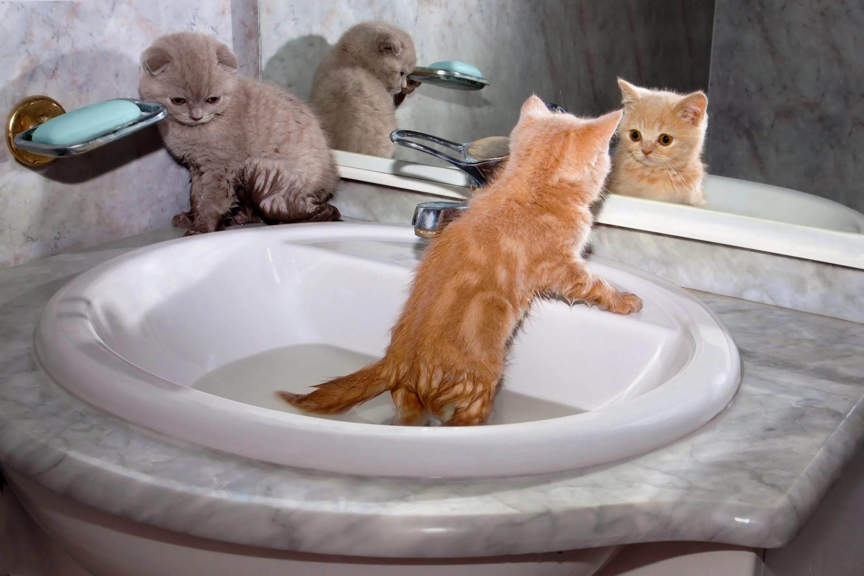 Котик в ванной. Котенок купается. Кот в ванне. Котенок в раковине. Можно мыть кошек мылом