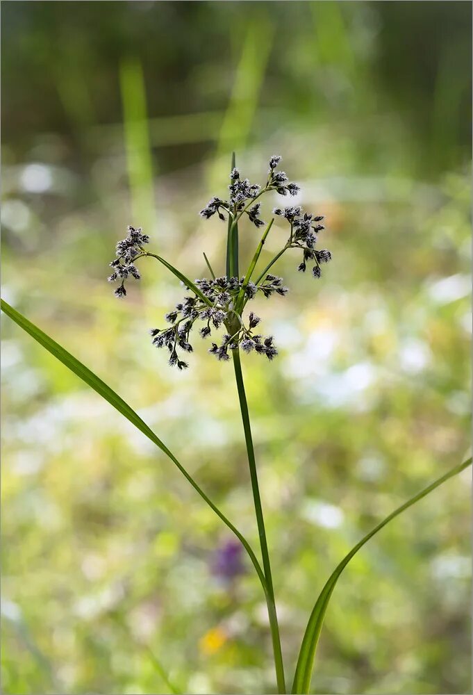 Scirpus sylvaticus - Image of an specimen - Plantarium