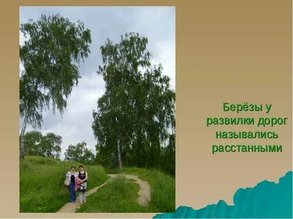 Текст береза у дороги