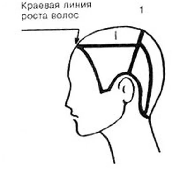 Зона затылка. Зоны и проборы головы для парикмахеров. Зоны волосяного Покрова головы схема. Деление волосяного Покрова головы на зоны и проборы. Схема деления волосяного Покрова на зоны.