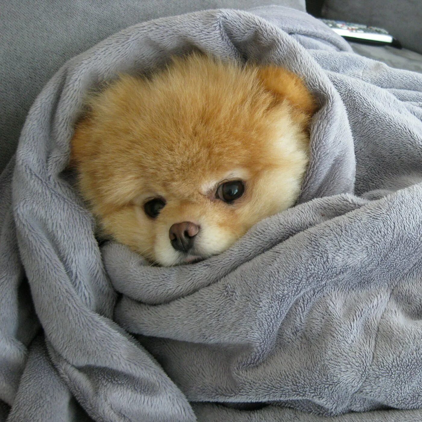 Пупсики щенята. Кукла реборн собака. Собака пупсик. Собака пупсик. Нарядная собака.