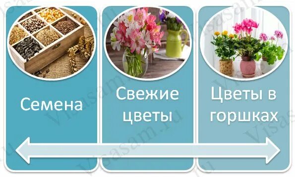 Можно перевозить цветы в самолете. Провоз растений в самолете. растение в горшке в ручную кладь. можно ли перевозить растения в самолете. цветы в самолете можно брать.