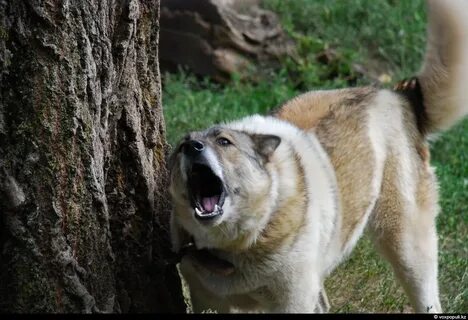 Тақсыр жас шлюха