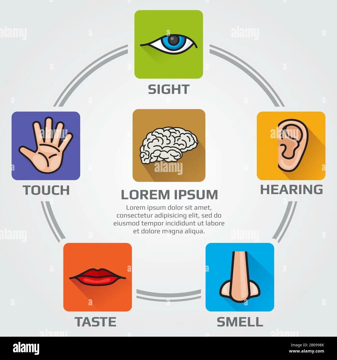 Can we touch. Нос инфографика. Инфографика слух. Эмоция запаха рисунок. Humans have Five senses Sight hearing.