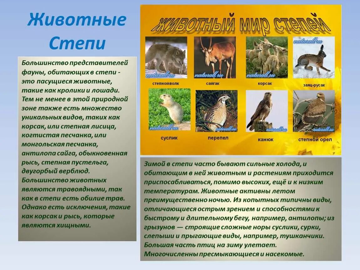 Описание степных животных. Растения и животный мир степи. животное зоны степей. сообщение о животных зоны степей.