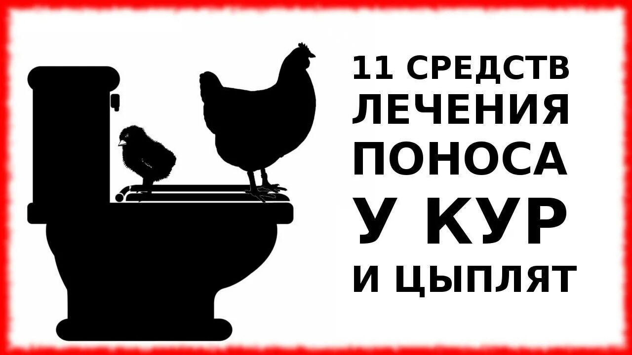 Цыплята поносят что делать. Жидкий стул у цыплят несушек. Поносят цыплята несушки.