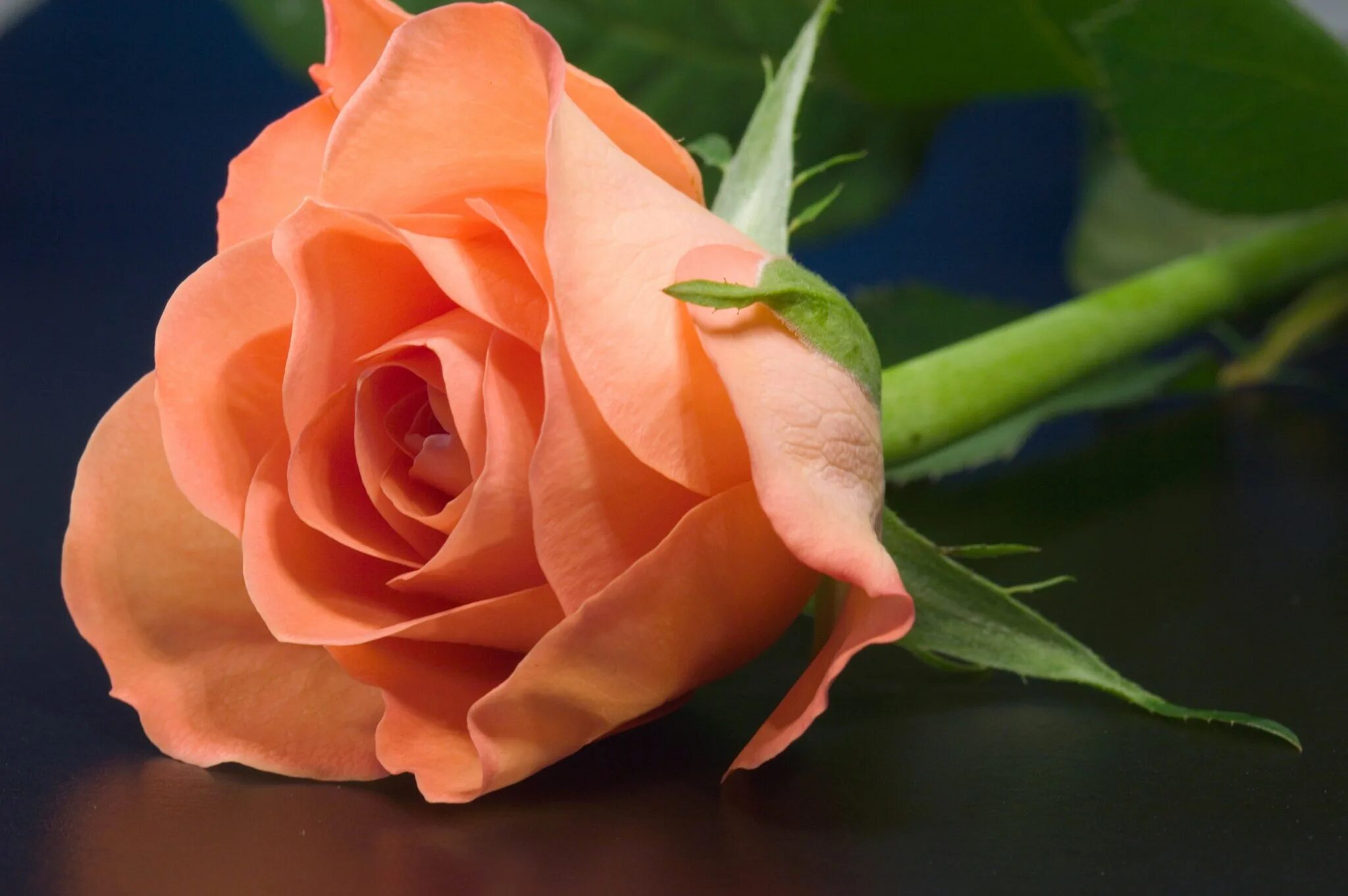 роза натали абрикосовый. априкот колор. розы абрикосового цвета. роза good peach. роза блюмен.