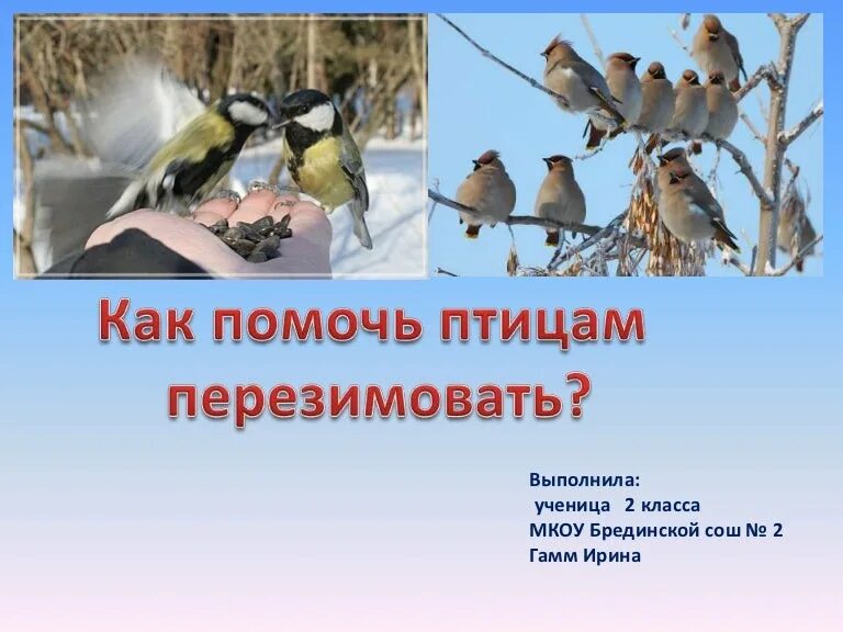 Проект помоги птицам зимой 2 класс. Легкая стенгазета как помочь птицам зимой 2 класс.