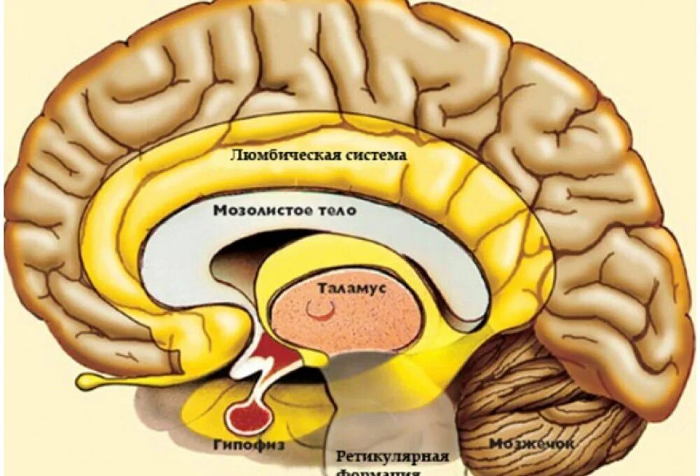 Подкорка головного мозга. Повреждение коры головного мозга. Лимбическая система и ретикулярная формация.