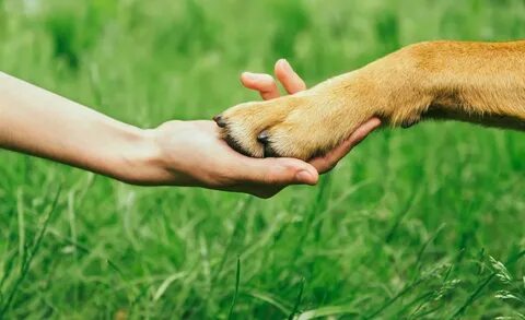 Animal partner