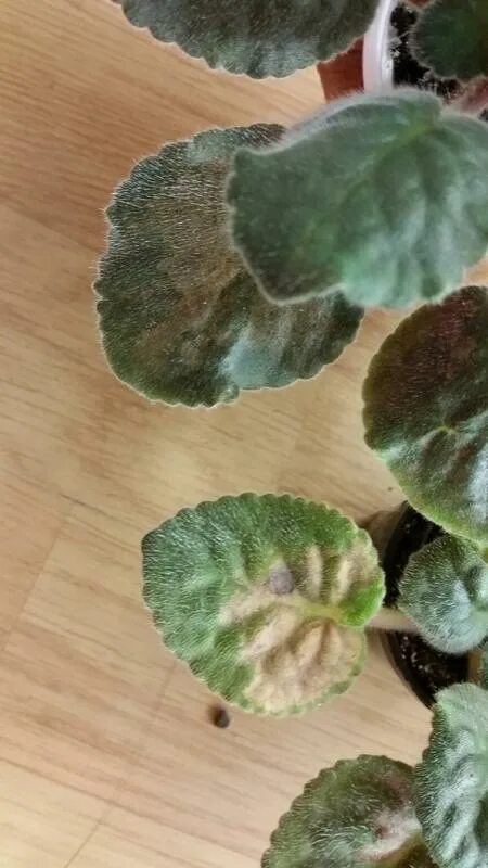 узамбарская фиалка болезни листьев. желтые пятна на фиалке листья фиалки. желтые пятна на листьях фиалки. жёлтые пятнышки на листьях фиалок. пятнистость на листьях фиалок.