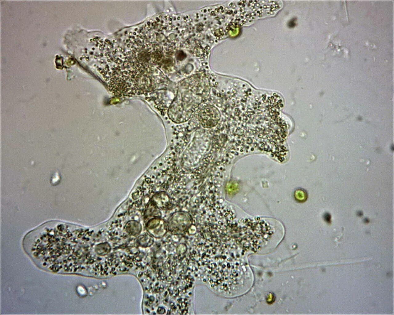 Амёба обыкновенная под микроскопом. Амёба обыкновенная микроскоп. Амеба одноклеточная. Amoeba proteus микроскоп 600. Амеба под.