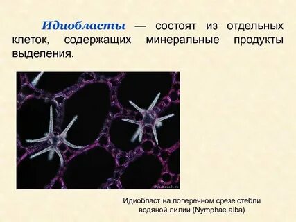 Выделительные ткани какие