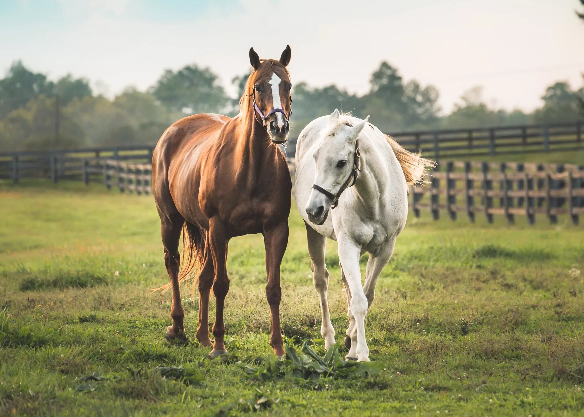 A horse is an animal. Лошади на природе. Пара лошадей. Красивые лошади. Две лошади.