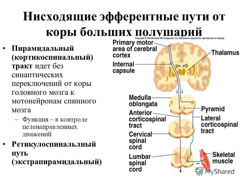 ассоциативные волокна спинного мозга. проводящие пути коры большого мозга. нисходящие пути головного мозга пирамидный путь. комиссуральные нервные волокна полушарий. ассоциативные комиссуральные и проекционные волокна.