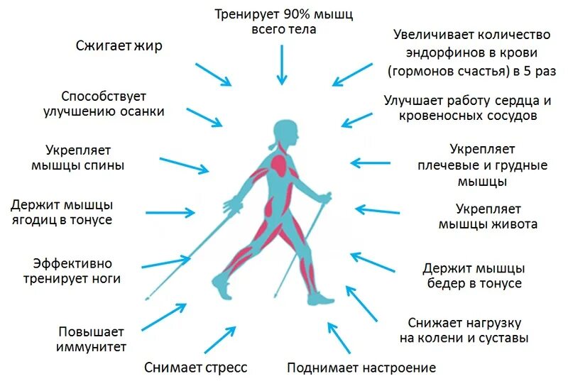 Скандинавская ходьба мышцы